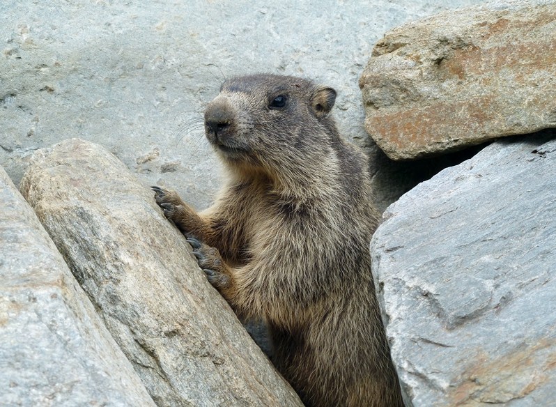 Marmotte della Val Tartano (SO)